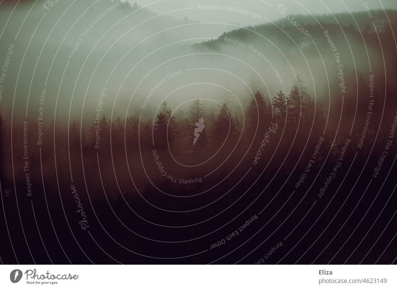 Gloomy fir forest and mountains in the mist Fog foggy somber overcast depressive Dreary Mountain Dark Nature Landscape Forest firs hilly Clouds Brown trees