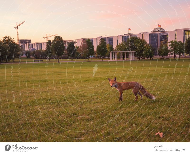 ... wait and see III Education Workplace Meeting Animal Autumn Beautiful weather Meadow Downtown Berlin Spreebogen Spreebogen Park Germany Europe Capital city