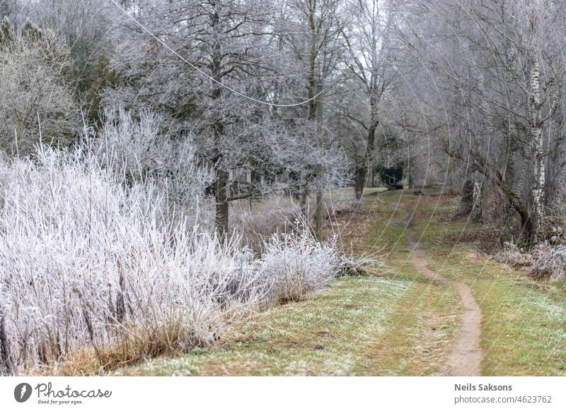 frost covered leafless trees in late autumn near countryside pathway with still green grass background beautiful beauty blue cold fall forest ice landscape