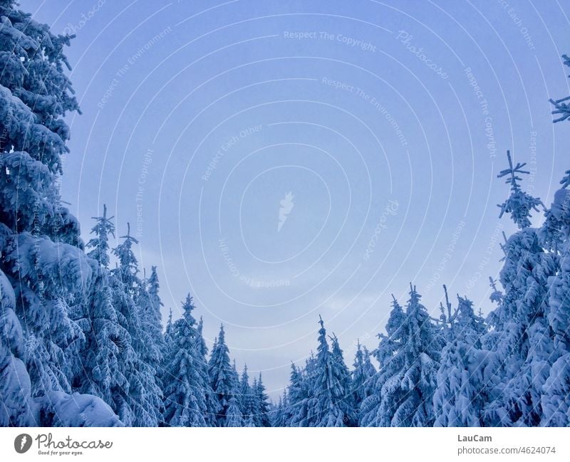 Winter - sky between snowy fir trees Snow Winter vacation Winter mood Winter's day Winter forest winter Sky Seasons Climate Winter walk White Snowscape