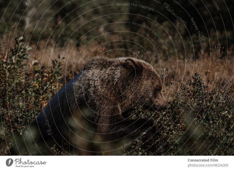 Grizzly Bear eating berries in the forest in the mountains Bears Grizzly bear wild wildlife photography wildlife photographer travel adventure Montana Wyoming