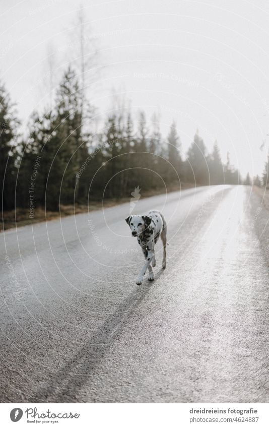 Dalmatian dog running along a street in sunshine Dog outdoors Country road Forest Back-light Backlight shot Dog runs long shadow Autumn Autumnal Bright