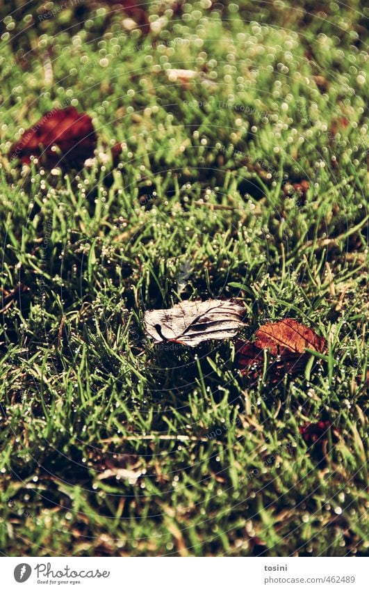 autumn already? Nature Autumn Leaf Park Meadow Garden Beautiful Brown Green Dawn Wet meadow Lighting effect Colour photo Exterior shot Detail Deserted