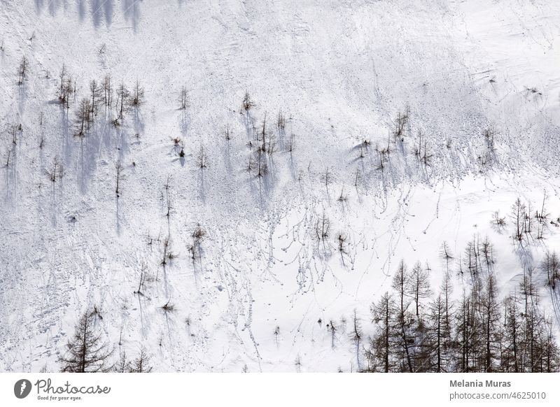 Nature Snow texture winter background.  Steep slope, extreme terrain, high mountains. Abstract textured background, rocky wall covered with snow, textured surface, silhouettes of fir trees.