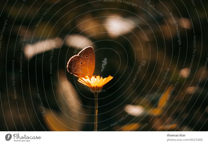 Butterfly on a yellow flower Flower Yellow Light Grand piano Insect Close-up Macro (Extreme close-up) Feeler Orange Animal Plant 1 Animal portrait