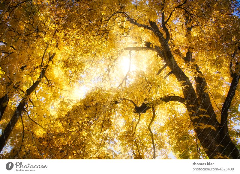 Golden leaves on tree Autumn Sun Light Tree Leaf Sunlight Environment Exterior shot Forest Landscape Nature Colour photo Autumnal Autumnal colours