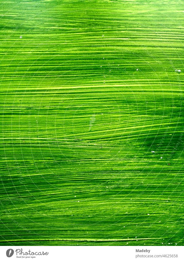 Green background with clearly visible brush stroke on an old house in Oerlinghausen near Bielefeld on the Hermannsweg in the Teutoburg Forest in East Westphalia Lippe