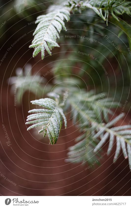 green branches in winter Branch Green Garden Forest Park Winter Snow Frost White December Seasons Plant Exterior shot