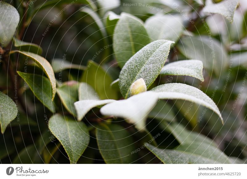 A bright white bud centered in the green of the plant covered with frost Winter Frost Cold chill December Snow Green White Nature Garden Park