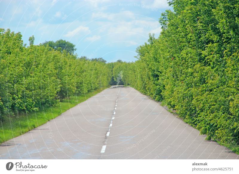 Landscape with asphalt road and green roadsides. Empty highway asphalt road overgrown dense vegetation empty natural summer landscape nature route drive travel