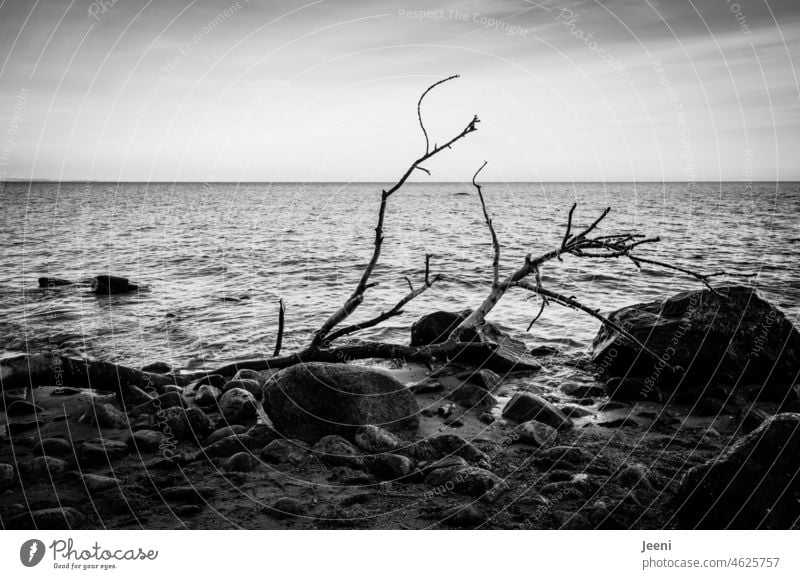 color reduced | stony baltic coast Baltic Sea Contrast stones Tree Log Beach Landscape Ocean Sky Water somber Baltic coast Idyll Waves chill Winter depression