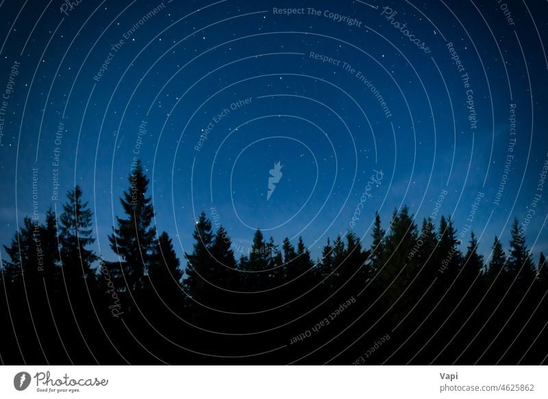 Night forest with pine trees night sky stars nature landscape starry space astronomy blue light silhouette beautiful milky dark galaxy outdoor beauty clear