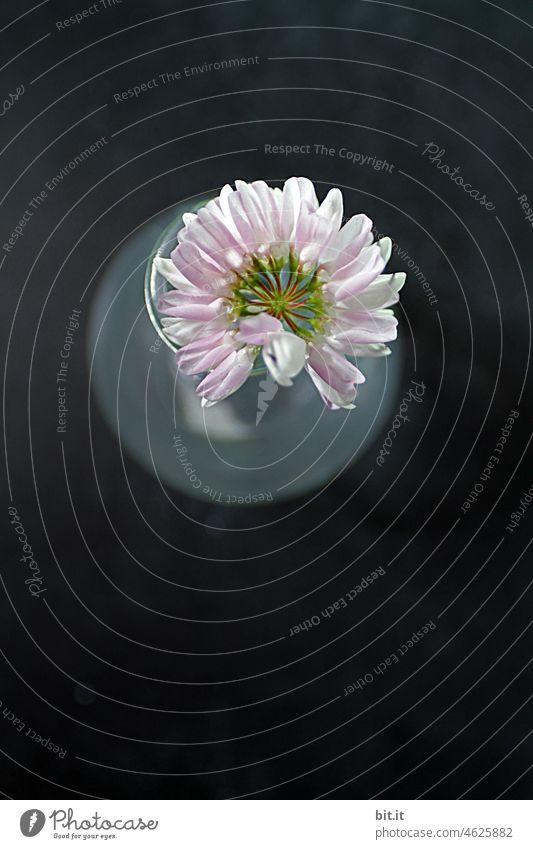 ...pink flower in sunlight... Blossom Flower Plant Summer Pink Blossoming Nature Spring Blossom leave Delicate naturally Shallow depth of field Detail Fragrance