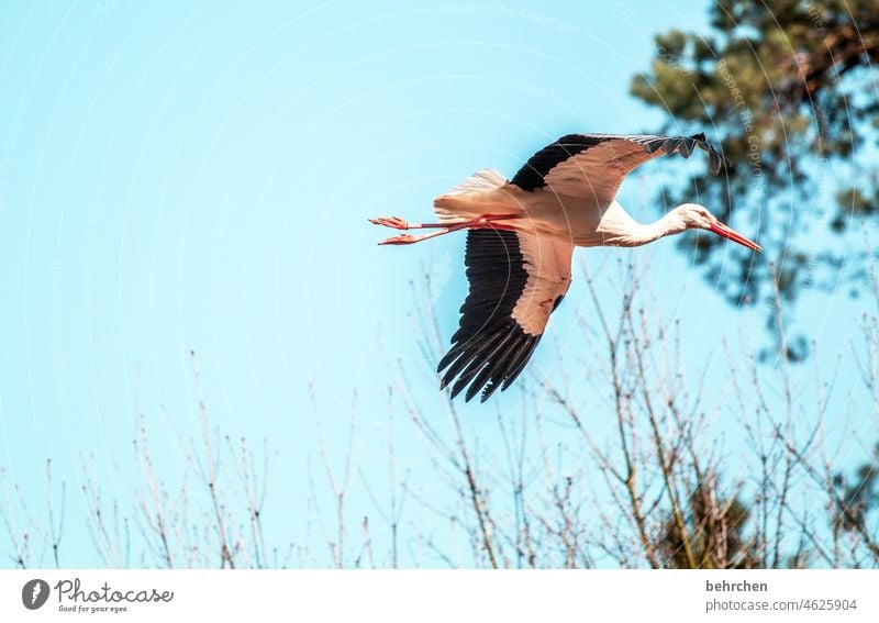 Start up Animal portrait Sunlight Contrast Light Day Deserted Exterior shot Colour photo Freedom Beak Love of animals pretty Fantastic Elegant Exceptional