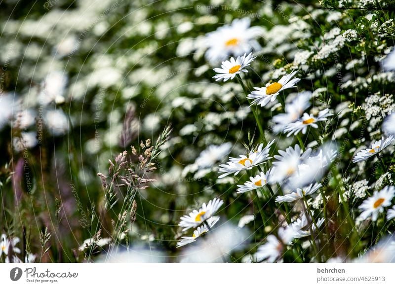 little flowers Summery Wild plant Small blurriness pretty Close-up Deserted Day Exterior shot Contrast Sunlight Colour photo Fragrance Blossoming Field Meadow