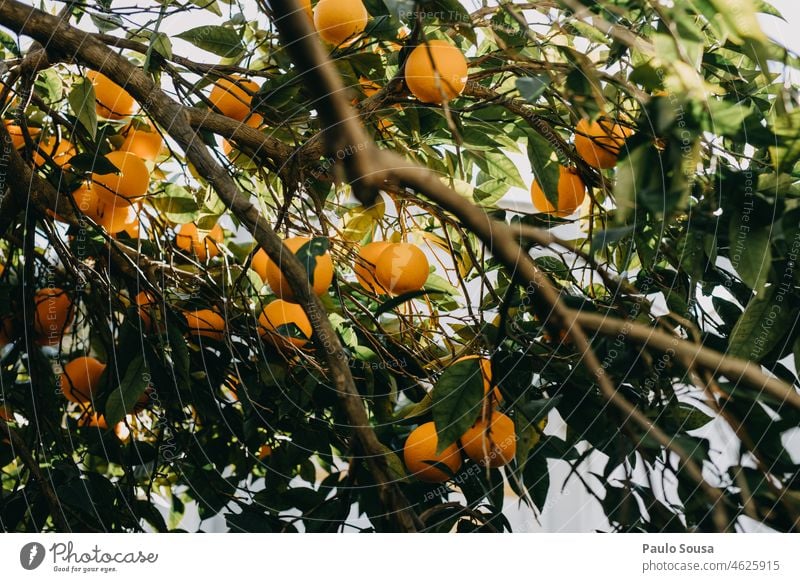 Oranges in the tree citrus Citrus fruits Fresh freshness Healthy Eating Juice Colour photo Nutrition Vitamin C Juicy Food Fruit Yellow Fruity Vitamin-rich