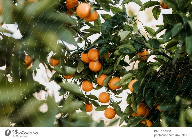 Oranges in the tree Orange tree citrus Citrus fruits Juice Healthy Eating Fresh Vitamin Vitamin C Food Colour photo Fruit Nutrition Yellow Vitamin-rich Close-up