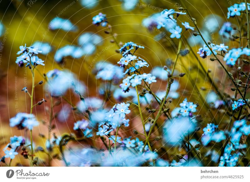 world cancer day today. for the bereaved. a don't forget me! blurriness Sunlight Deserted Exterior shot Colour photo pretty Small Turquoise Stalk Bud Faded