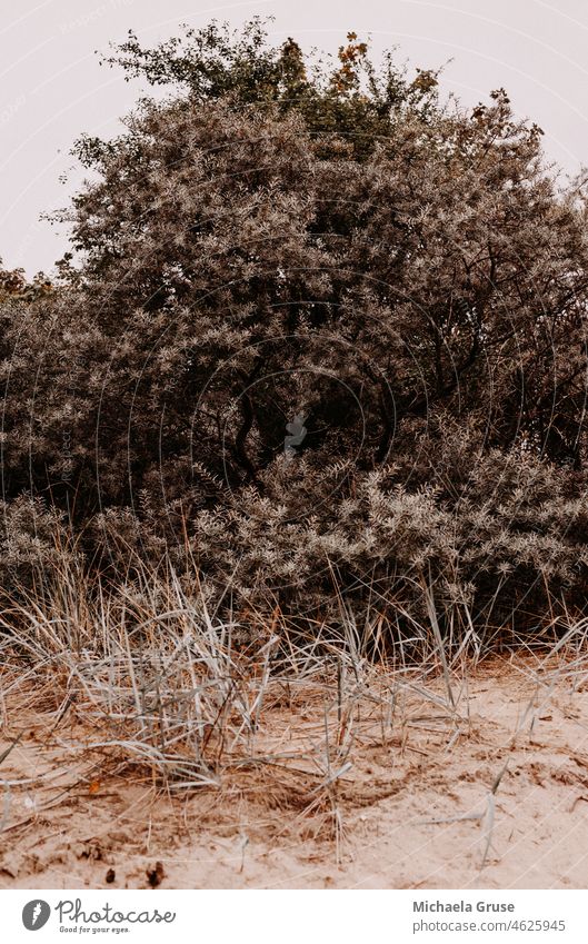 Dune Green Marram grass Beach Baltic Sea seascape Seashore Grass Baltic resort Baltic Sea holiday Baltic summer