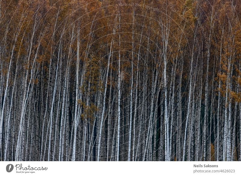 gold and silver autumn autumn forest autumnal backdrop beautiful beauty birch bright color colorful country countryside day environment fall flora foliage