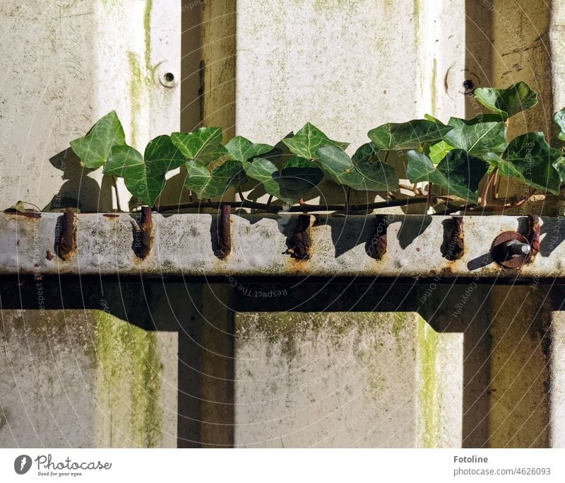 Invasion of the ivy - everywhere the ivy makes its way. Here it grows over a metal wall of a lost place. Ivy Plant Leaf Green Colour photo Exterior shot Day