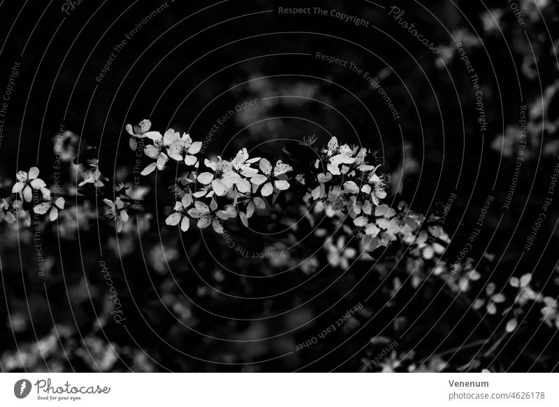 Single branch of a plum tree in spring with open flowers, shallow depth of field,beautiful soft bokeh,black and white plum trees blooming spring weather plums