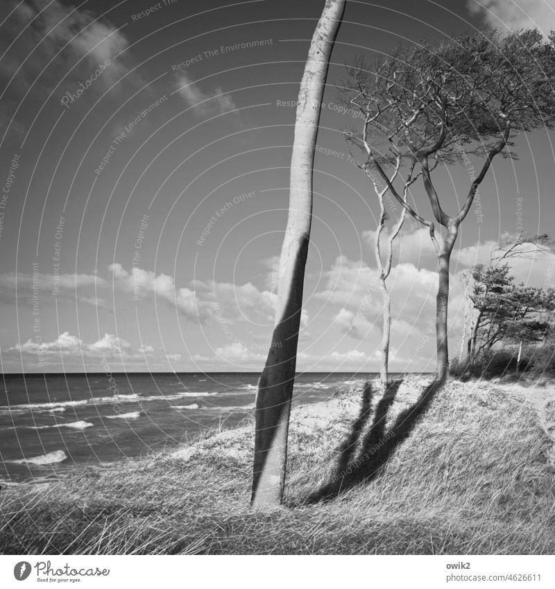 tall Western Beach Darss trees Black & white photo Sky Clouds coast Baltic Sea Nature Landscape Exterior shot Tree Environment Ocean Wild plant Growth Together