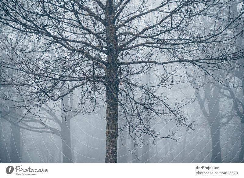 This is what the Berlin winter looks like: Gray look in trees without foliage Exceptional Esthetic Contrast Light Morning Deserted Copy Space middle