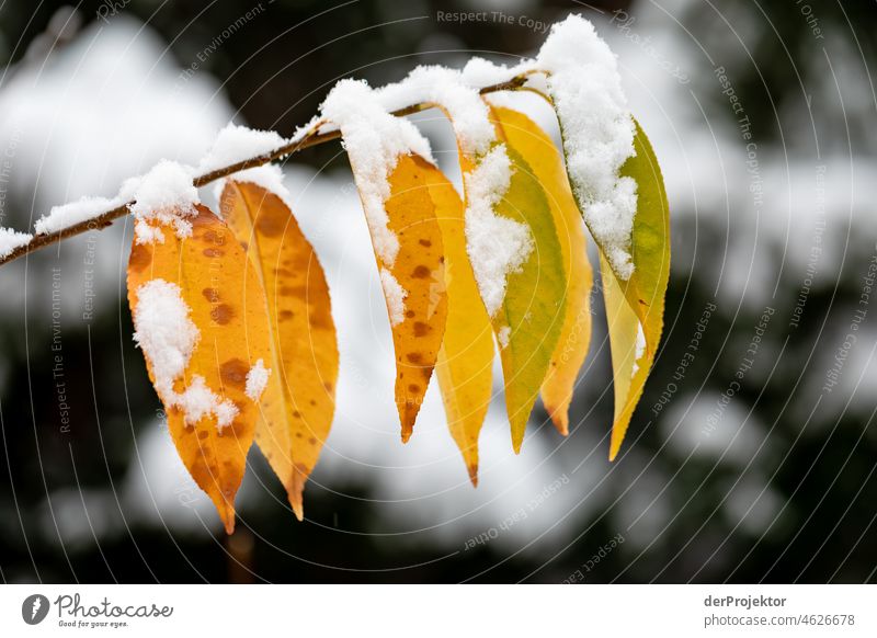 Snow covered plant in winter II Exceptional Esthetic Contrast Light Morning Deserted Copy Space middle Copy Space top Copy Space bottom Exterior shot