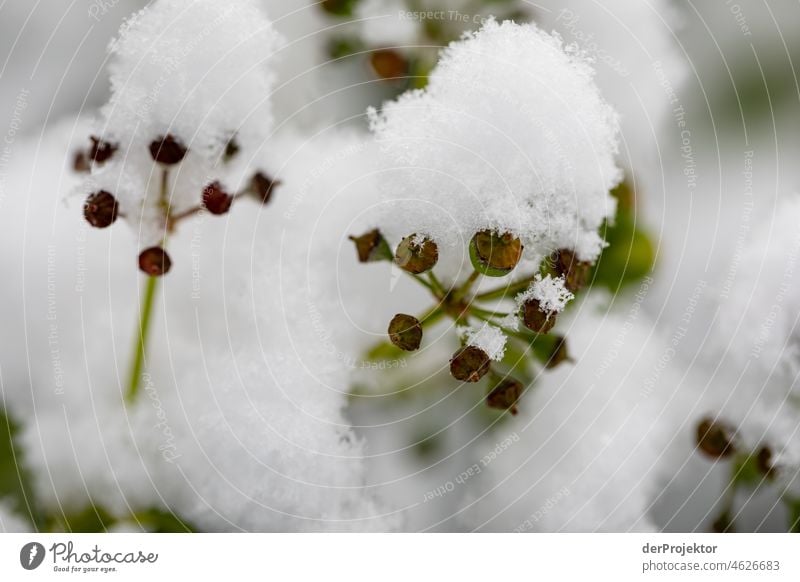 Snow covered plant in winter Exceptional Esthetic Contrast Light Morning Deserted Copy Space middle Copy Space top Copy Space bottom Exterior shot Colour photo