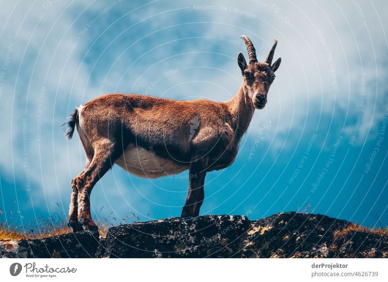 Pregnant ibex in summer in the Savoie 2011 Panorama (View) Deep depth of field Copy Space bottom Copy Space top Deserted Day Exterior shot Dream Colour photo