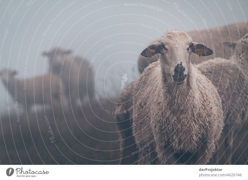 Flock of sheep in fog and with mountains in summer in Savoie 2011 Panorama (View) Deep depth of field Copy Space bottom Copy Space top Deserted Day