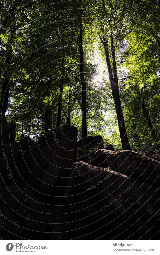 Dark and threatening the forest rises from rocky ground Forest Odenwald stones Rock trees foliage Sunlight Green Exterior shot leaves Tree Nature flora Plant