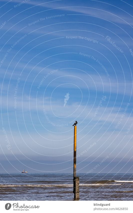 Keeper of the waves North Sea Belgium Beach Pole Cormorant Waves Water Ocean coast Sky Vacation & Travel Exterior shot Landscape Nature Relaxation Horizon