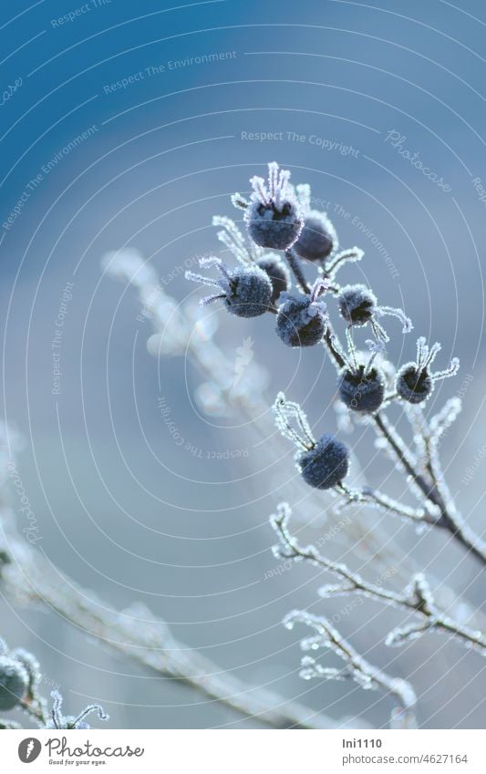 Winter magic black rose hips of Bibernell rose with hoarfrost Beautiful weather Frost Garden pink Pink Pimpinellifolia Rose hip iced ice crystals Blue sky