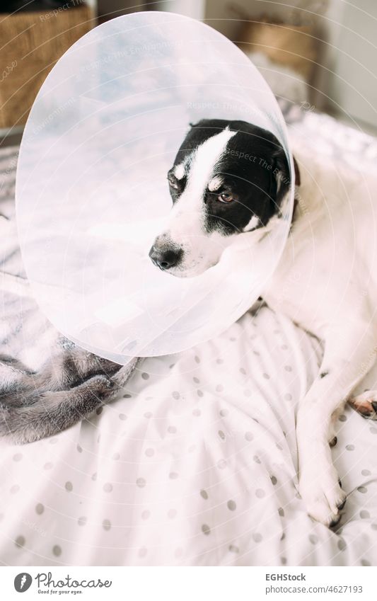 Sick labrador dog with elizabethan collar cone after surgical intervention lying in bed animal bolster canine care doggie doggy domestic emergency health hurt