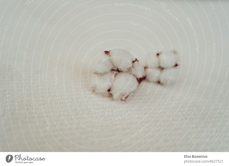 Cotton flower Cotton plant Blossom Close-up Flower Plant Dried flower Carpet blurriness White inside Bright Beige Decoration Interior shot Dry