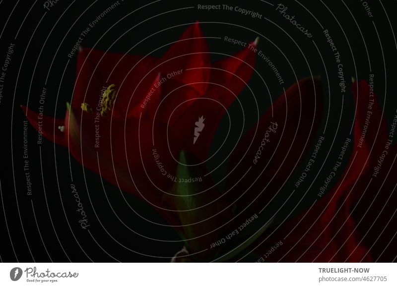 The urge to the light / It pierces the darkness / Any depression Amaryllis amaryllidaceae Low-key Dark Blossom Flower Plant Close-up Red dark red Blossoming