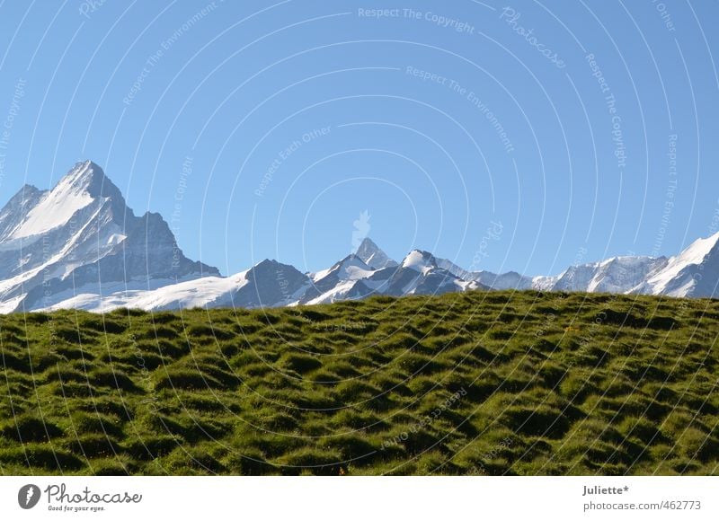 mountain tops Nature Landscape Earth Sky Cloudless sky Summer Weather Beautiful weather Snow Meadow Hill Alps Mountain Peak Snowcapped peak Glacier Hiking