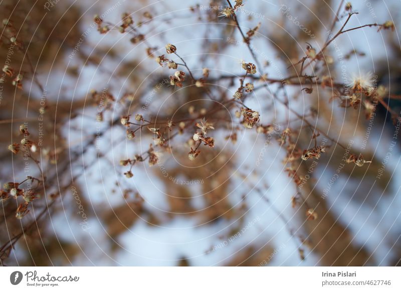 Tiny white flowers on dry twigs of wild plant bushes with blurry background. Bunches of small white seeds on thin branches. dried bushes in winter. selected focus