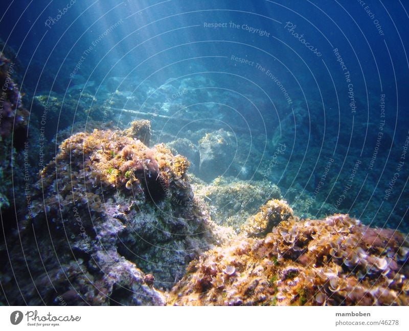 Rays of Light Ocean Underwater photo Beam of light Blue Water Fish Stone Rock