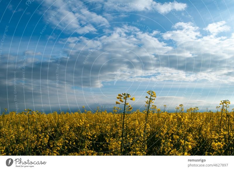 View of a rapeseed field. Yellow flowers against the blue sky. 2014 Ortisoara Romania agricultural agriculture background bloom blooming blossom canola cloud