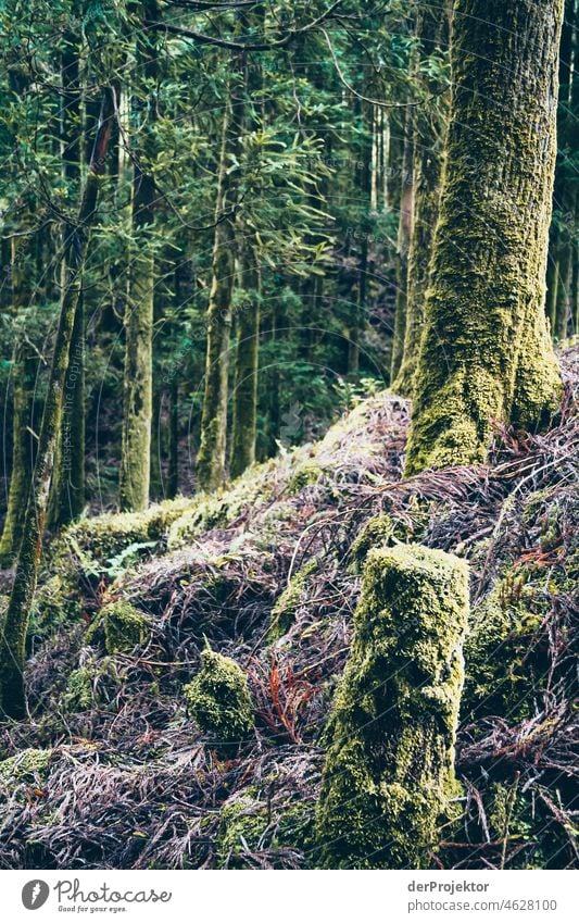 Forest in the Azores II Central perspective Deep depth of field Sunlight Reflection Contrast Shadow Copy Space middle Copy Space bottom Copy Space right