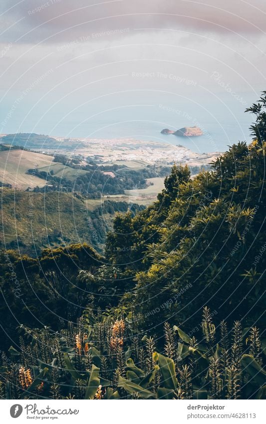 Forest with view of offshore island in the Azores Central perspective Deep depth of field Sunlight Reflection Contrast Shadow Copy Space middle