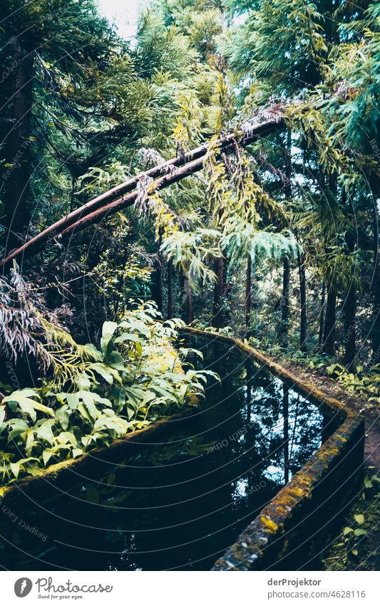 Levada in the forest in the Azores Central perspective Deep depth of field Sunlight Reflection Contrast Shadow Copy Space middle Copy Space bottom