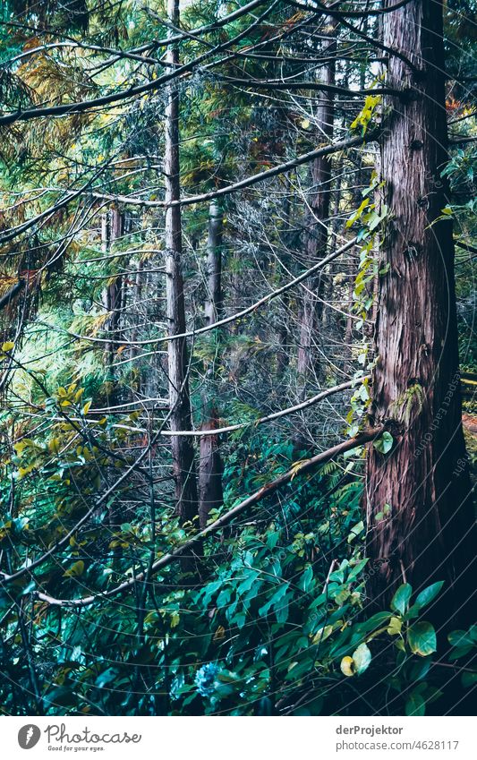 Azores forest Central perspective Deep depth of field Sunlight Reflection Contrast Shadow Copy Space middle Copy Space bottom Copy Space right Copy Space top