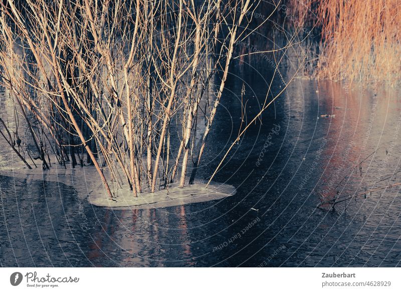 Shrubs stand in icy pond in evening light Bushes Pond iced Light golden Winter Cold Ice Bleak Lake Water Frost Frozen Nature Freeze Frozen surface