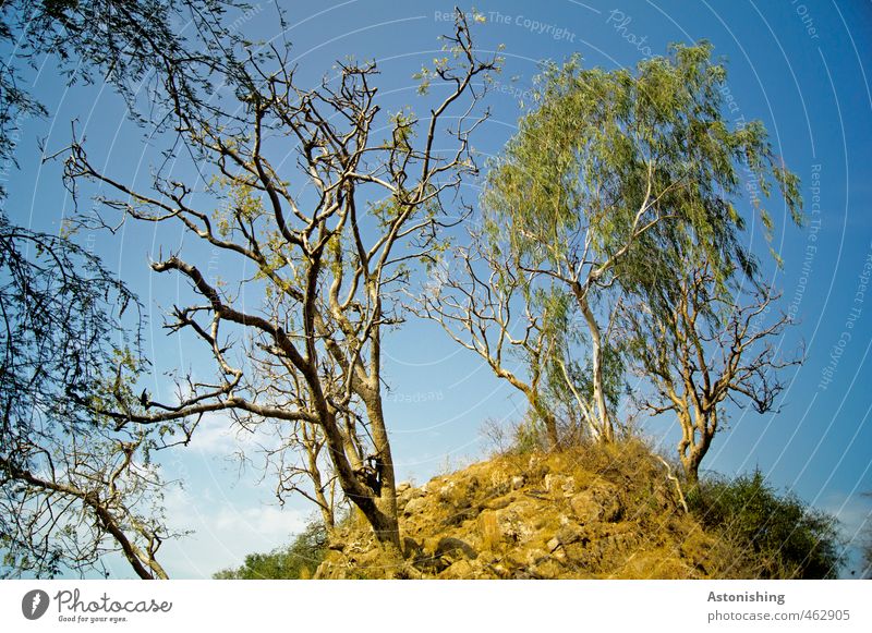 ramified Environment Nature Landscape Plant Earth Sand Sky Clouds Summer Weather Beautiful weather Tree Grass Bushes Leaf Hill Peak Ranakpur Rajasthan India