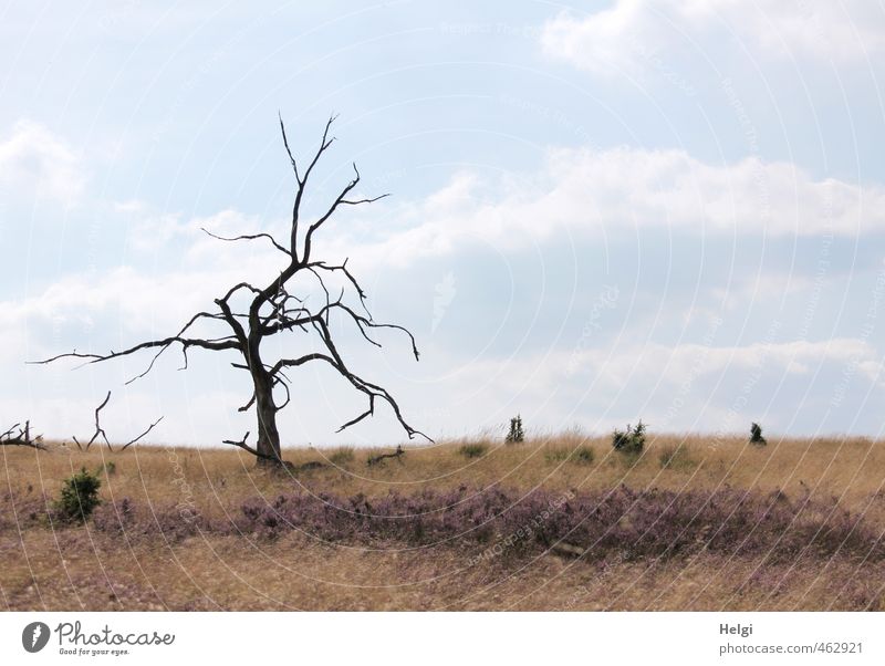 lone wolf Environment Nature Landscape Plant Sky Clouds Autumn Beautiful weather Tree Flower Grass Heather family Luneburg Heath Old Stand Growth Authentic