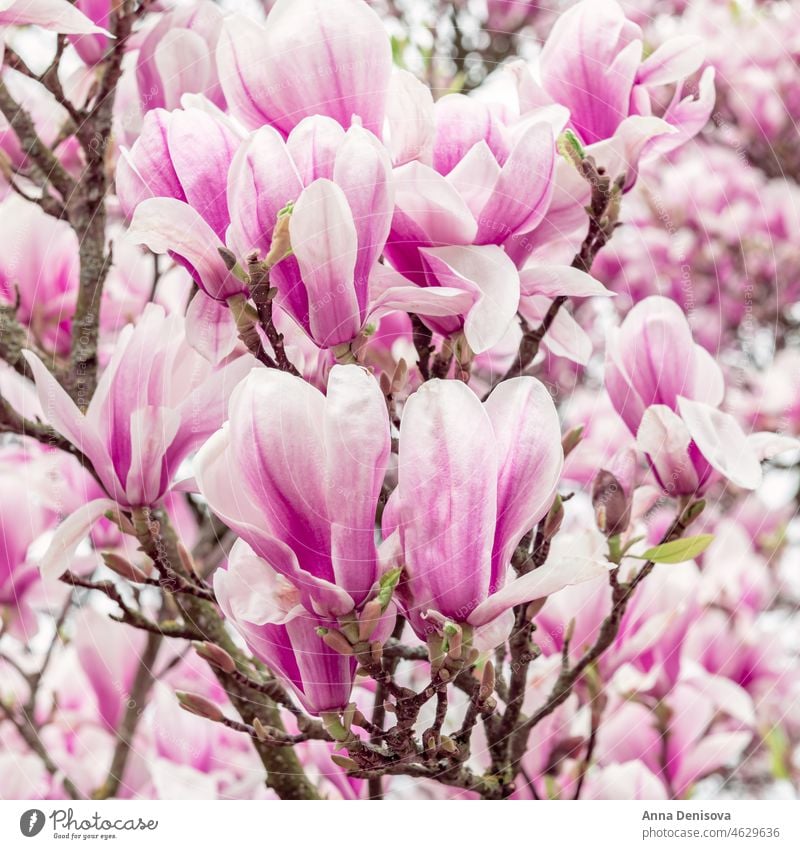 Pink Magnolia Tree with Blooming Flowers during Springtime Bush Garden Light Bench Path Shrub English UK Park Petal Magnolia Flower Beautiful Branch Nature Bud